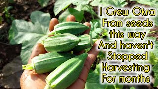 The BEST way to grow OKRA from seeds for MAXIMUM yield [upl. by Reppiks849]