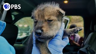 These Wolf Puppies Could Save Their Species [upl. by Hewart]