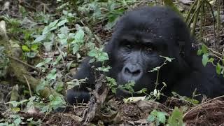 BWINDI NP  UGANDA Mountain Gorilla Trekking [upl. by Philo]