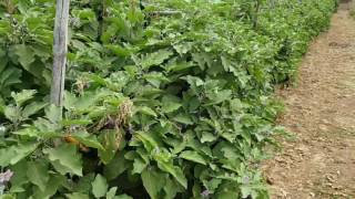 paraquat trail in grafted brinjal plants [upl. by Junie]