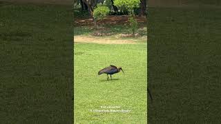 Majestic Rednaped Ibis A Glimpse into Natures Beauty  Delhi Bird Watching [upl. by Kiele541]