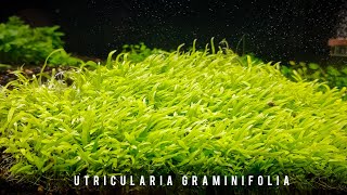 Utricularia Graminifolia [upl. by Alliuqet]