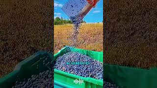 The Oxbo 8040 blueberry harvester is a brilliant invention inventionsmechanic harvesterblueberry [upl. by Anum989]