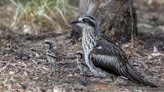 Baby Bush Stone Curlews [upl. by Azitram926]