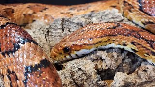 CORN SNAKE ENCLOSURES BABY and ADULTS [upl. by Sama729]