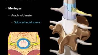 Spinal cord Meninges [upl. by Nuhsar]