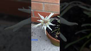 Edelweiss has the most unusual blooms [upl. by Fernyak]