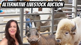 BehindtheScenes at the Alternative Livestock Auction MustSee [upl. by Malek624]