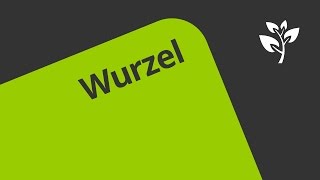 Wurzelaufbau und funktion  Biologie  Botanik [upl. by Shult]