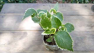 How to propagate acalypha wilkesiana or copperleaf plant and care [upl. by Eek]