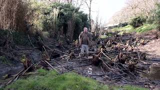 Gunnera manicata and the RHS Defra ban [upl. by Shandy]