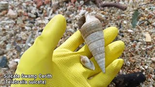 Virtual Shelling episode 5 • Telescope Snail Donkey Cowrie amp Telebralia sulcata [upl. by Hsirahc]