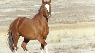 Wild Navajo horses [upl. by Ylelhsa]