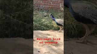 Baharat ka Rashtriya Pakshi Mor The peacock shortvideo nature wildlifeconservation [upl. by Purse]