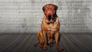 10 Wrinkly Dog Breeds That Will Steal Your Heart [upl. by Aneelad]