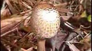 Parasol Mushroom [upl. by Fausta]