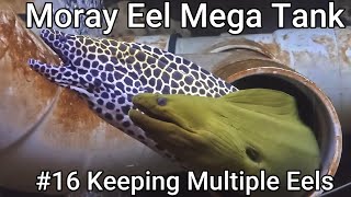 Moray Eel Mega Tank  16  Keeping Multiple Eels [upl. by Snahc29]