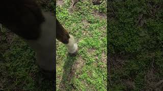 first horse sheath cleaning and bean removal in 26 years [upl. by Suzzy619]