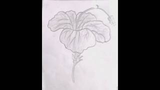 🌺गुड़हल का फूल कैसे बनाएं✅ how to draw hibiscus🌺beautiful flowershading in penci✏️ short video [upl. by Ambrosane623]