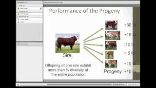 Understanding and Utilizing EPDs in the Selection of Sires [upl. by Hutton]