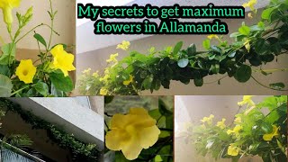 Total care of Allamanda plant  yellow trumpet vine  best fertilizer for Allamanda  balcony garden [upl. by Pahl]