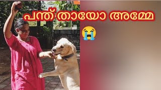 പന്ത് തായോ അമ്മേ കളിപ്പിക്കല്ല 😭dog ALBEESVlogs thechottuzvlog50 [upl. by Eat]