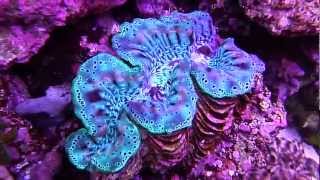 Underwater Tridacna Squmosa Crocea Maxima Clams in 75 Gallon Reef Tank [upl. by Haikan624]