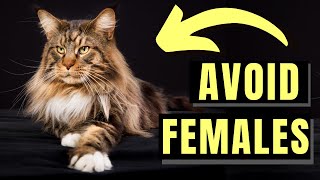 7 Reasons You SHOULD NOT Get A Maine Coon Female [upl. by Adnohral]