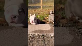 Adorable Bullies with Big Attitudes – You Won’t Believe This Litter 😍🐶 [upl. by Odlaw910]