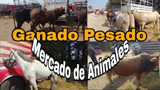 CABALLOS  VACAS  BORREGOS  CERDOS  CHIVOS Y MAS  plaza ganadera o mercado de animales [upl. by Ennayram]