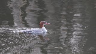 Common Merganser Duck at Parc Omega [upl. by Silevi687]