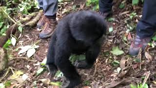 Ultimately Gorilla trekking experience in Bwindi Impenetrable National Park Uganda [upl. by Elatia355]