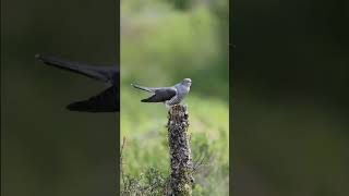 common cuckoo bird  cuckoo bird singing short [upl. by Abeu]