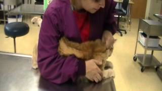 Restrain Feline for Cephalic Venipuncture [upl. by Drucie]