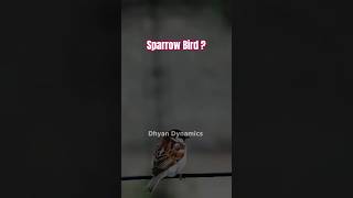 Where is sparrow Bird 🕊️  We lost golden Bird  Dhyan Dynamics Hindi  shorts [upl. by Jourdain]