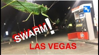 Grasshopper swarm take over Las Vegas [upl. by Eelytsirk]