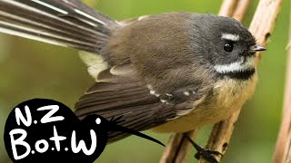 Fantail  New Zealand Bird of the Week [upl. by Fleda]