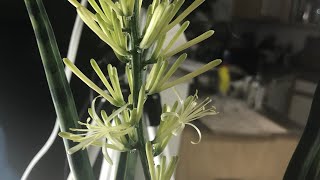 Sansevieria  Rare Indoor Flower Timelapse [upl. by Doane]