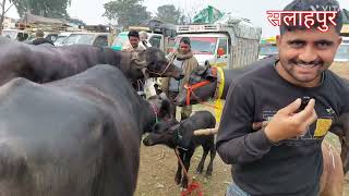 Salahpur Pashu Mandi  Pashu Mela  Pashu Hatwara  Meerut Dairy Farm  Sale Buffalo  Haryana Bhes [upl. by Wachter]