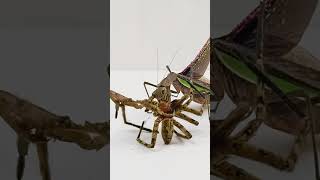 Praying Mantis Eating Giant House Spider  Time Lapse [upl. by Daukas]