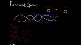 Repressible and Inducible Operons [upl. by Arahsat843]