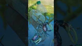 Amazing Simple Crab Trap With 2L Bottle survival crabtrap camping [upl. by Diao]