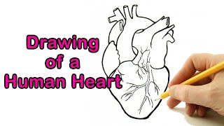 How to Draw a Human Heart Drawing Easy Outline  Anatomical Heart Sketch Step by Step [upl. by Marquez]