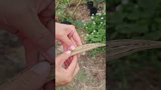 How to harvest OKRA seeds shorts [upl. by Alet]