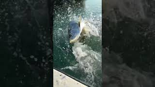 Feeding tarpon in Belize 🇧🇿 belize tarpon feedingtarpon cayecaulker cayecaulkerbelize [upl. by Eiramadnil]