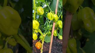 Ripen Peppers on Vine Fast  One Day After Update  gardening greentgarden peppers [upl. by Nuawed]