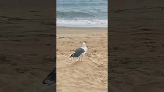 seagull on the beach in islantilla spain beforethestorm [upl. by Ardisi]