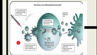 what is live attenuated vaccines mechanism of actiontypes of vaccinesimmunologylecture [upl. by Aileen823]