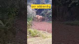 Elephant noise sound effects trending Elephant 🐘🐘🐘🐘 [upl. by Enitsuga945]