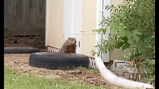 How to catch a GroundHog in your yard [upl. by Alokin]